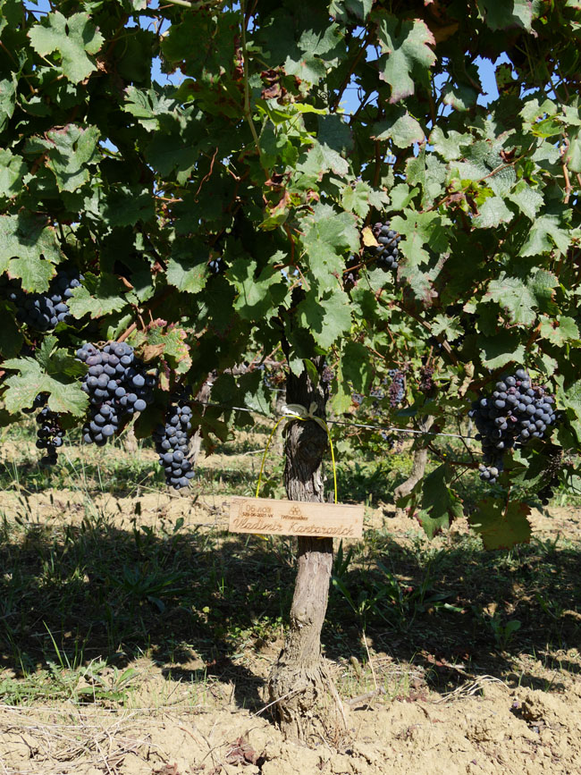 Виноградник на урожай